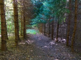 Waldweg nach Gerersdorf, © Gottfried Grossinger