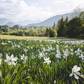 Narzissenblüte in Niederösterreich, © Fred Lindmoser