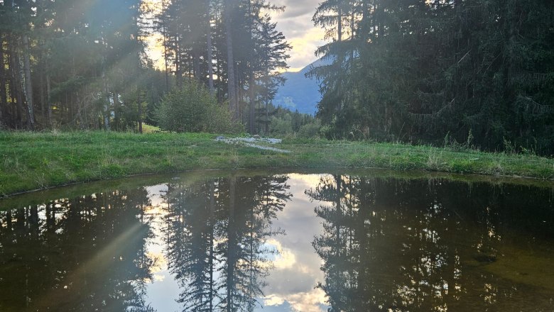 Walddenke, Teich, © Mag. Plötzeneder