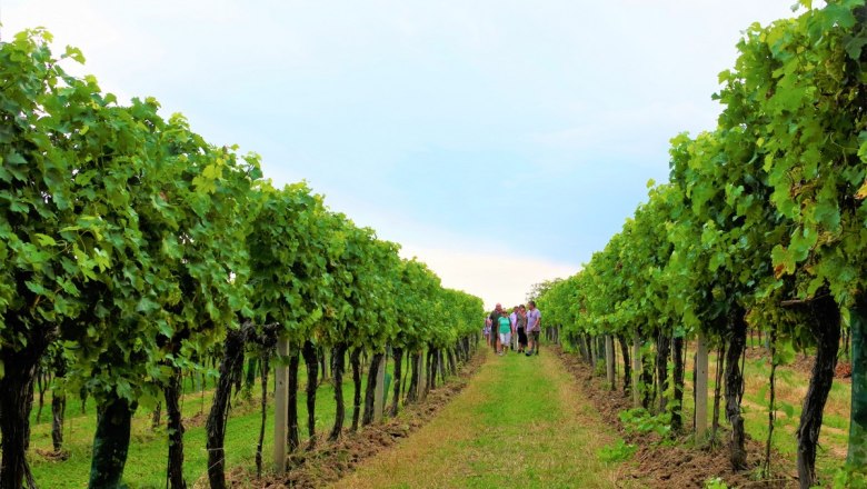 Weinrieden im Retzer Land, © Weingut Studeny