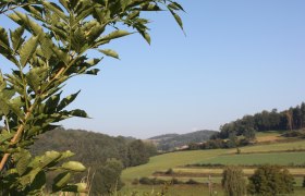 Landschaft bei Gföhl, © Stadtgemeinde Gföhl