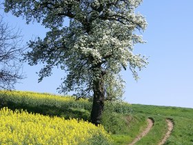 Birnbaumblüte im Mostviertel, © Illich-Edlinger Hans