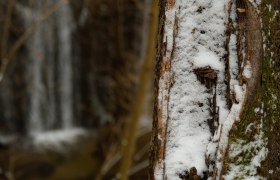 Wienerwald, © Wienerwald Touruismus GmbH / Kerstin Semmelmeyer