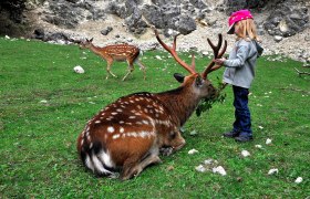 Damhirsch im Wildpark Ernstbrunn, © WTG/Mandl