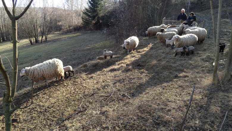 Urlaub am Bauernhof, © Landhof Ott