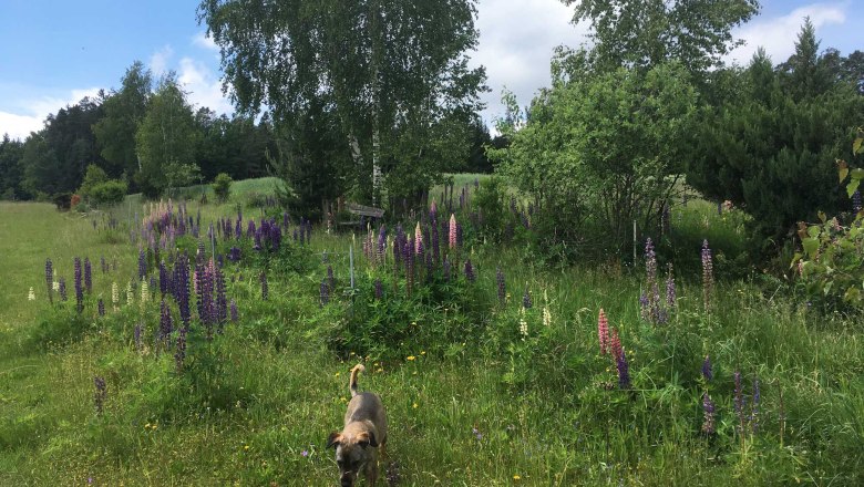 Lupinenhain am Hausluss, © Peter Brezina