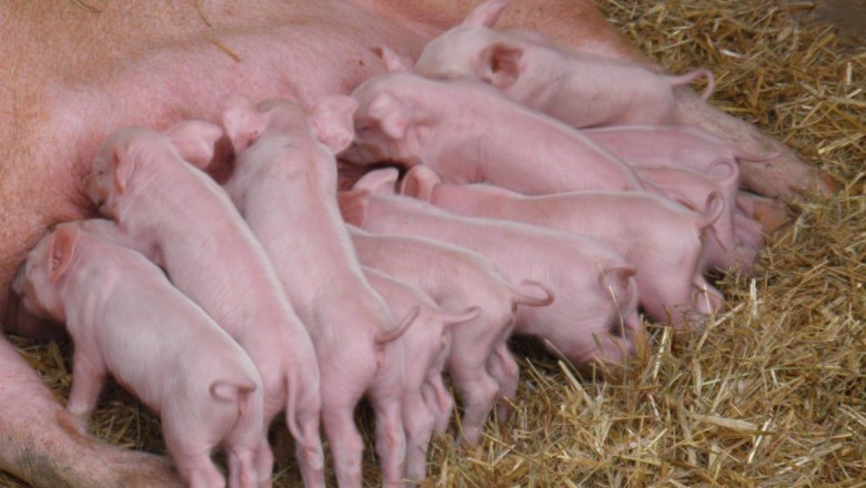 Ferkel am Bio-Bauernhof Höbarth, © Peter Höbarth