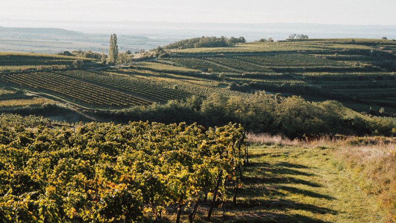 Weingut, © Julius Hirtzberger