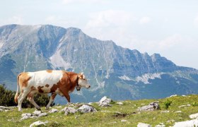 Ötscherblick von Gemeindealpe, © Mostviertel