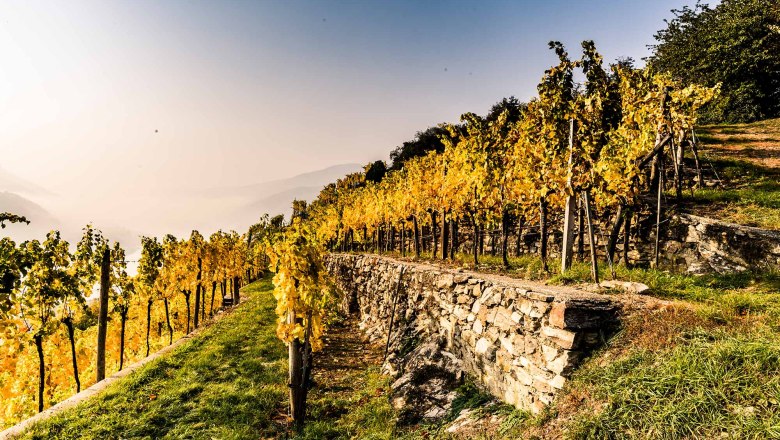 Herbstlandschaft Spitz, © Robert Herbst