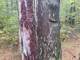 Baum nach Hobeln, © Wienerwald