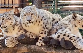 Weißer Zoo und Kameltheater Kernhof, © Weißer Zoo