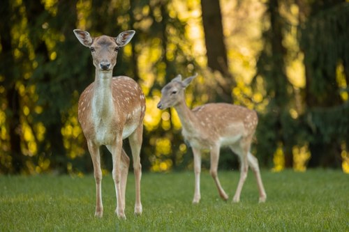 Alles erwacht im Wildpark Hochriess, © Cora Weiger