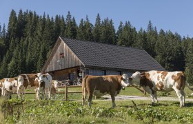 Feldwiesalm, © Theo Kust