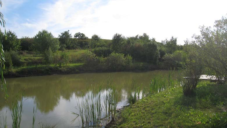 Feuchtbiotop Nappersdorf, © Marktgemeinde Nappersdorf-Kammersdorf