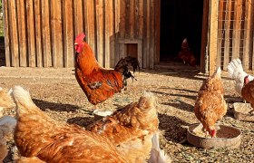 Du kannst dir mit unserer Begleitung dein Bio Frühstücksei direkt morgens bei den Hühnern abholen., © Familie Klein