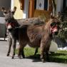 Miniatureseln "Bella" und Little Puschkin", © Familie Heimberger