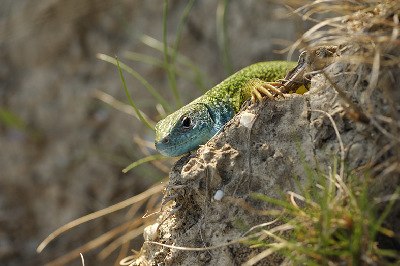 preview_wag_loess_eidechse_cjosefstefan_4309139856_2, © josefstefan