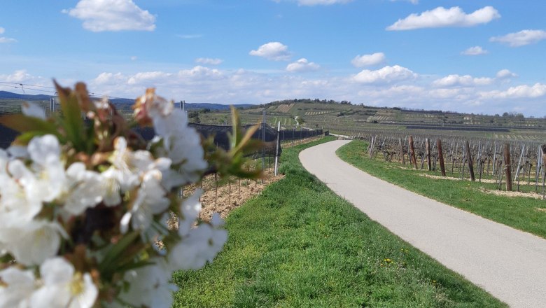 Blick auf den Galgenberg, © Donau Niederösterreich