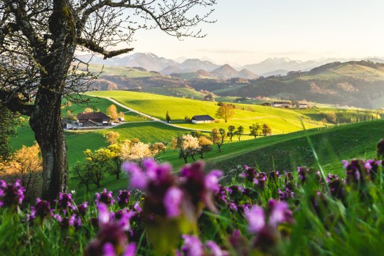 Da grünt und blüht es weit und breit im goldenen Sonnenschein., © Thomas Scheichl