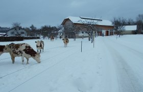 Rinder im Winter, © Biobauernhof Mayerhofer