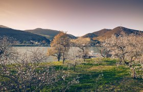 Marillenblüte am Südufer der Wachau gegenüber Spitz, © Donau NÖ Tourismus/Andreas Hofer