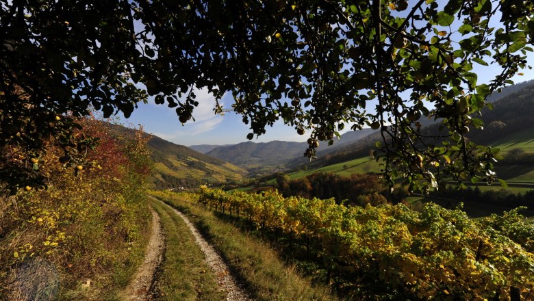 weinanbau wachau, © Petr Blaha