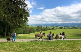 Eselwandern am Esperanzahof, © Mag.a Martina Kotzina, Esperanza- Zentrum für tierunterstützte Pädagogik