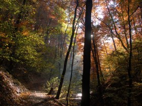 Hagenbachklamm, © Wienerwald