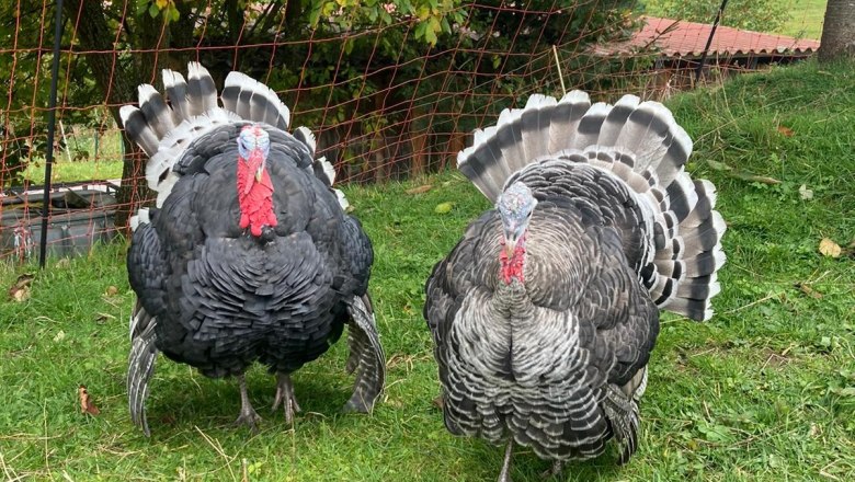 Pavarotti und Esma, © Friedlhof