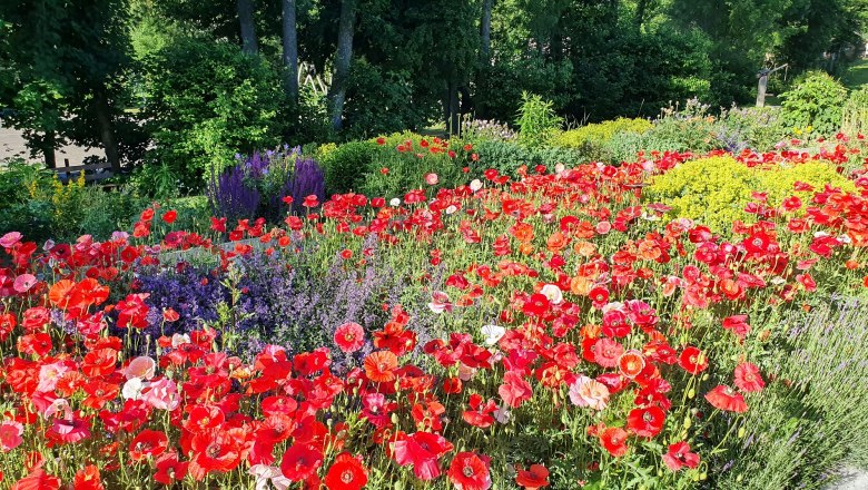 Mohnblüte im Mohngarten, © Mohndorf Armschlag