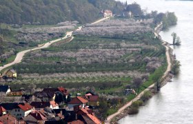 Marillenblüte am Südufer der Wachau, © Otmar Bramberger