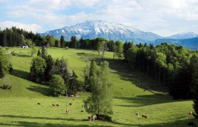 Alm Hochbärneck, © weinfranz.at