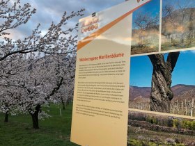 Infotafel Wohlerzogen auf der Marillenmeile in Rossatz-Arnsdorf, © Donau NÖ Tourismus/JS