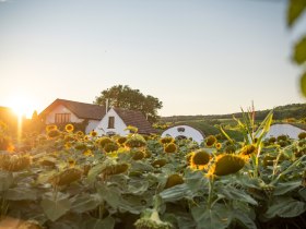 Abendstimmung in der Kellergasse Prellenkirchen, © Donau Niederösterreich - Tourismusbüro Carnuntum-Marchfeld