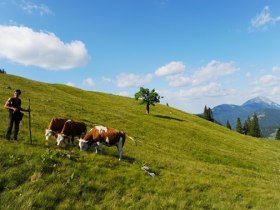 Herrenalm, Blick zum Ötscher, © www.fotostudio-buechele.at