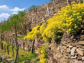 Steinterrassen mit Steinkraut/Wachauer Edelweiss, © Markus Haslinger