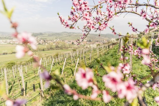 Mit blühenden Zweigen beginnt der Frühling im Weinviertel., © Robert Herbst