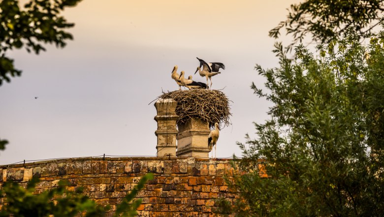 Weißstorch-Kolonie am Dach von Schloss Marchegg