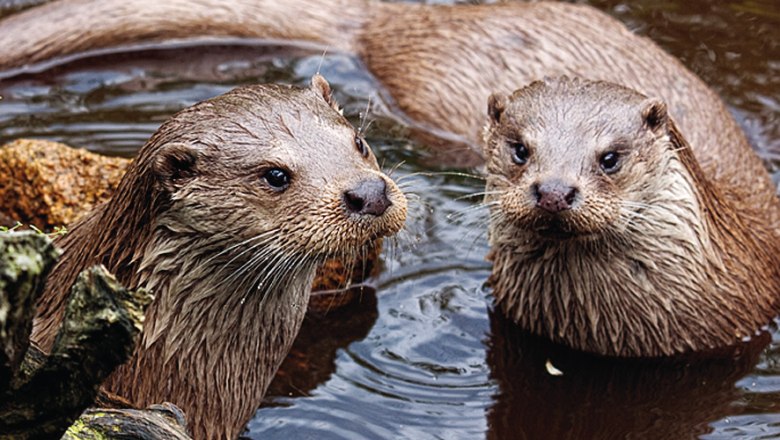 Fischotterpärchen im UnterWasserReich, © Wolfgang Dolak