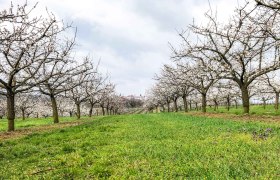 Blühende Marillenbäume am Marillen-Erlebnisweg in Krems-Angern, © Donau NÖ Tourismus/JS