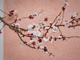 Marillenblüte in der Wachau, © Wachau-Nibelungengau-Kremstal