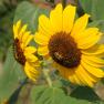 10-garten-sonnenblumen, © Gabriele Prandstetter