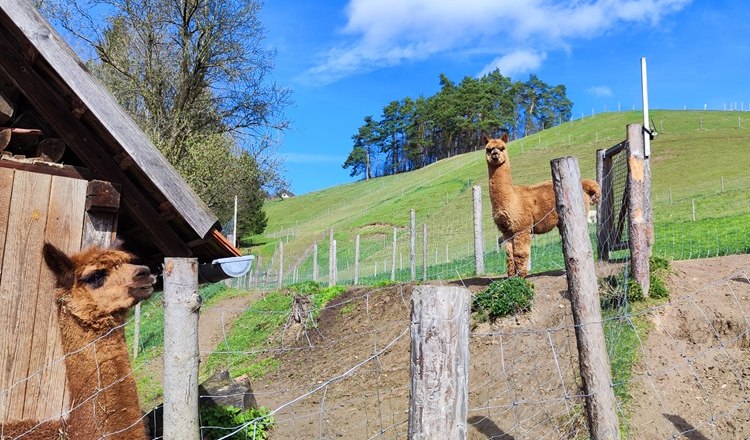 Leitenviertler Alpakahof, © Wiener Alpen